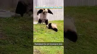 Funny panda🤣🤣 #foryou #panda #funnyanimal #cute #funnypanda #funny
