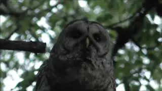 Barred Owl 'who cooks for you' Call