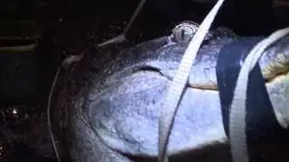 Gator Hunting in South Georgia