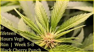 Week 5-8 - Black Cherry Punch, Pyramide Seeds - Calitek Grizzly 260W