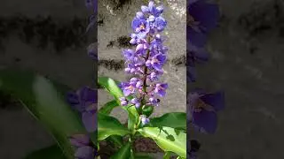 Dichorisandra thyrsiflora ou gengibre azul