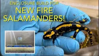 FIRE SALAMANDERS & housing