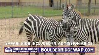 Boulder Ridge Wild Animal Park: Not Your Average Zoo