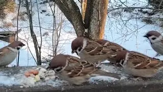 Tree Sparrows and Yellowhammers Feeding in the Backyard 