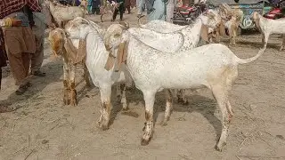 لڈن بکرا منڈی کی فریش آپڈیٹ|farming|animals|goat |alsyedgoatfarm 