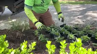 Planting & Softscapes