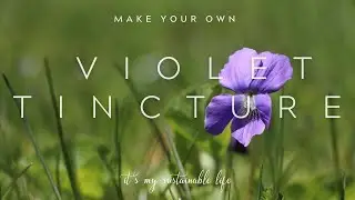Violet Tincture