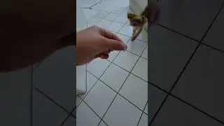 Ollie, Do You Want Some Pho Noodles?