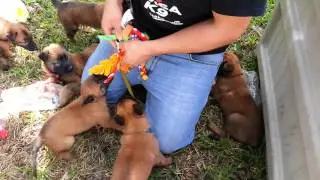 KNPV Lines Belgian Malinois Puppies For Sale