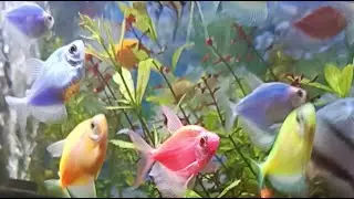 The ECQ BLOOMS garden is live!