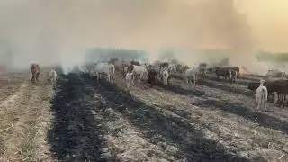   Ghanna Ki Field Mein Cattle Kyun Chhorte Hain? | Real Farm Logic Explained | JungleLogic