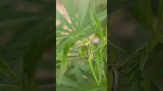#weed#marijuana plant from himalayas  #shorts #youtubeshorts #shortvideo #video #viral