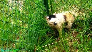 Precious Kitty, C, Possible healing, Aug 24, 2019