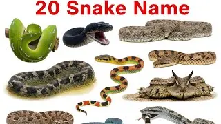 20 Snake Names for Kids | Learn Snake Species with Pictures & Sounds | Educational Animal Video