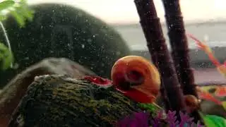 SnailTime