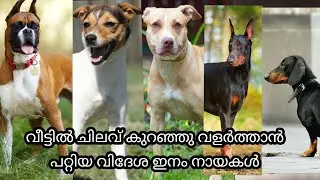Top 10 Low maintenance Foreign dog breeds.🔥