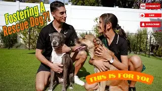 The 4 Pillars of Becoming an Expert Rescue Dog Foster in 18 minutes