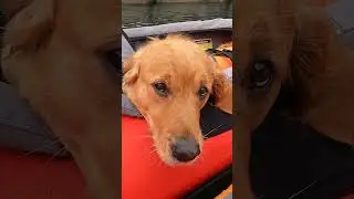 Kayaking dog participant at Swedish Air Kayak Day (#luftkajakensdag) - AdvancedFrame Convertible