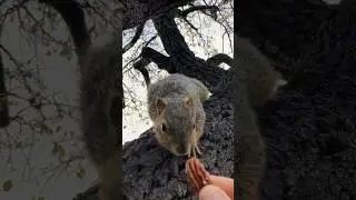 Speedy New Squirrel moves faster than camera can focus #animals #friends #eating #food #super #speed