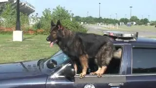 East Hartford Police K 9