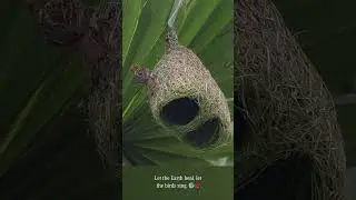The Master Weavers of the Wild 🌾🐦 🏡🕊️ #weavers #nature #birdnest