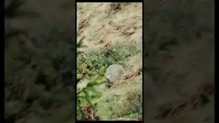 Tiger vs mouse 😄#trending #viral #foryou