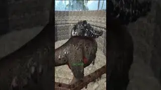 Ark/ Rex vs Tek Rex (el dino vs la maquina) #Shorts #short #arkyt #ark #arksurvivalevolved