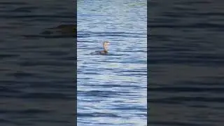 Everglades: Pied-billed Grebe Swimming and Diving!
