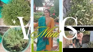 आज मैंने अपने टैरेश गार्डेन पर सफाई की आइए आप लोगो को दिखाते है#viralvideo #vlogging #vlogs #vlog 