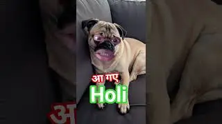 Mare kebari hilor jhataka #holi_song short #trending #dogs #funny #Ashish_Yadav new