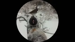7 minutes of Juncos in a snow storm #birds #naturesounds