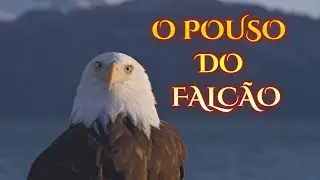 O POUSO DO FALCÃO | no silêncio, a alma descansa | #espiritualidade,#sabedoria,#cyanvianai