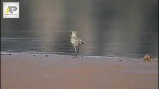 Greater Sand Plover