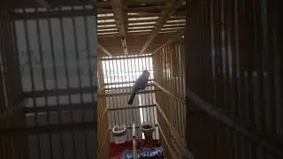 بلبل طور الكطعه البكشه  من تطواره القديمه