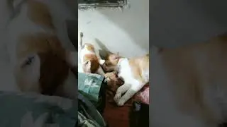funny cat videos cat shorts  #doreme_sweets_cat #shorts  @doremesweetscat