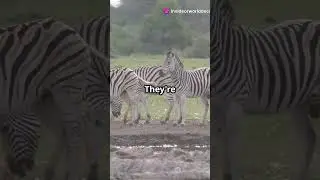 Are Zebras Black with White Stripes or White with Black? 🦓 #youtubeshorts #mythsbusters #zebra