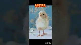 beautiful noori aseel chick transformation into noori rooster my rooster #shortfeed #aseel #noori