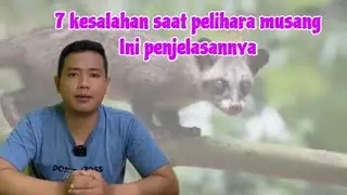 7 KESALAHAN SAAT PELIHARA MUSANG BAGI PEMULA