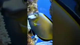 FISH /// ZOO PAKISTAN