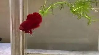 Red HMPK Betta fish exercise Part 2