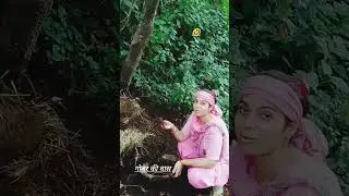 #himachali#culture#himachali#beauty#short#viral#video