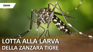 Lotta alla larva della zanzara tigre - Trattamenti biologici