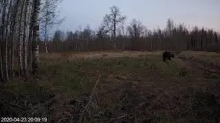 Brown Bear in Alutaguse metsakaamera/Brown bear hide