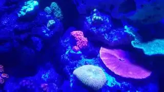 55 Gallon Reef Tank Upgrade!
