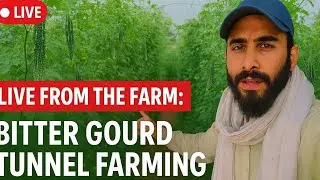 Live from the Farm: Bitter Gourd Tunnel Farming Success!#TunnelFarming #OrganicFarming #FarmingLive