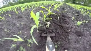 DeWit Tools weeding with the Push Spork