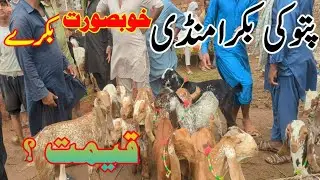 Bakra Mandi Pattoki Latest Update | Male , Female  And Sheep Rate? 