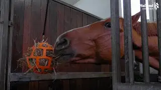 Hay Slow Feeder Fun & Flex - Paard
