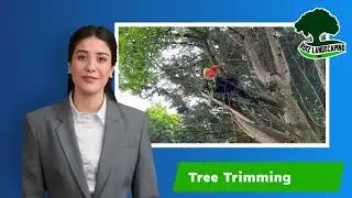 Professional Tree Trimming & Landscaping Services in Santa Rosa, CA