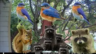 Motion camera  detect animals